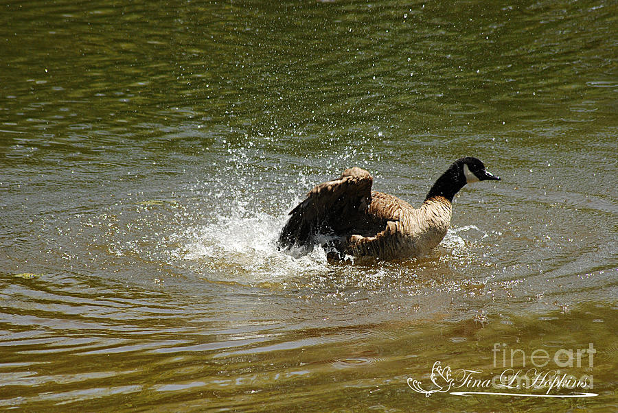 Canada Goose 20120430a_50a Photograph by Tina Hopkins