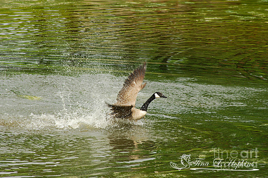 Canada Goose 20120515_172a Photograph by Tina Hopkins