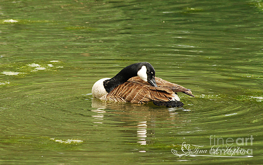 Canada Goose 20120515_213a Photograph by Tina Hopkins