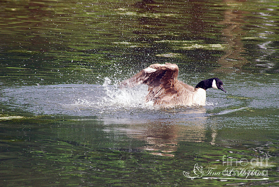 Canada Goose 20120515_258a Photograph by Tina Hopkins