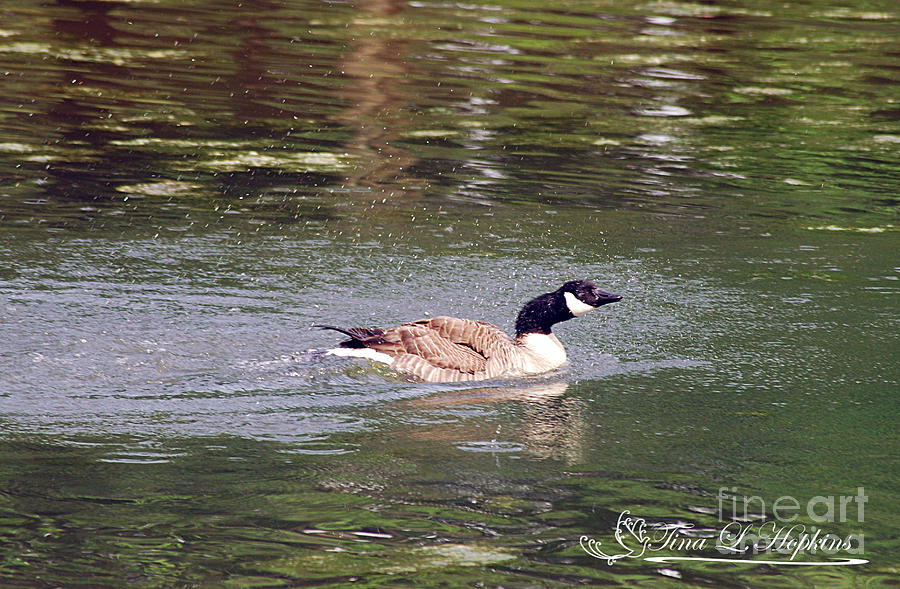 Canada Goose 20120515_259a Photograph by Tina Hopkins