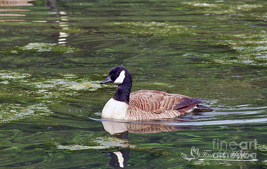 Canada Goose 20120515_261a Photograph by Tina Hopkins