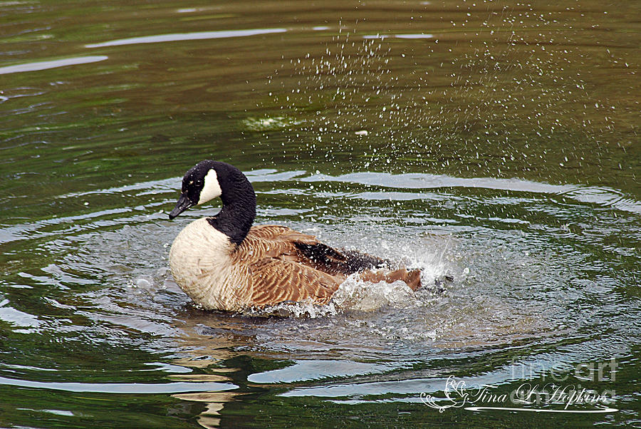 Canada Goose 20120515_289a Photograph by Tina Hopkins