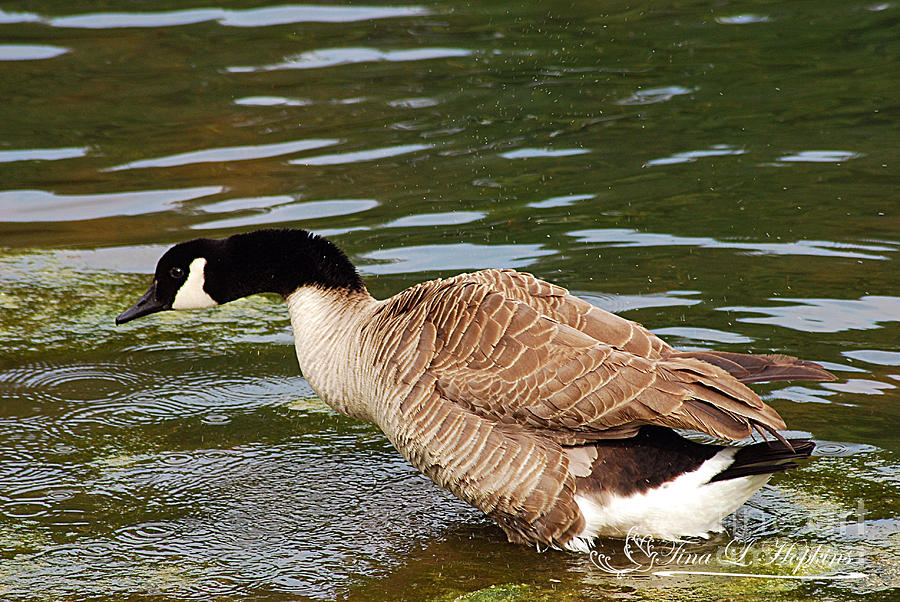 Canada Goose 20120515_298a Photograph by Tina Hopkins