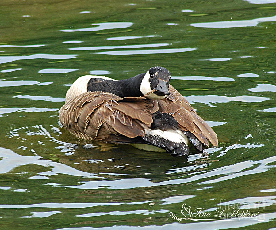 Canada Goose 20120515_305a Photograph by Tina Hopkins