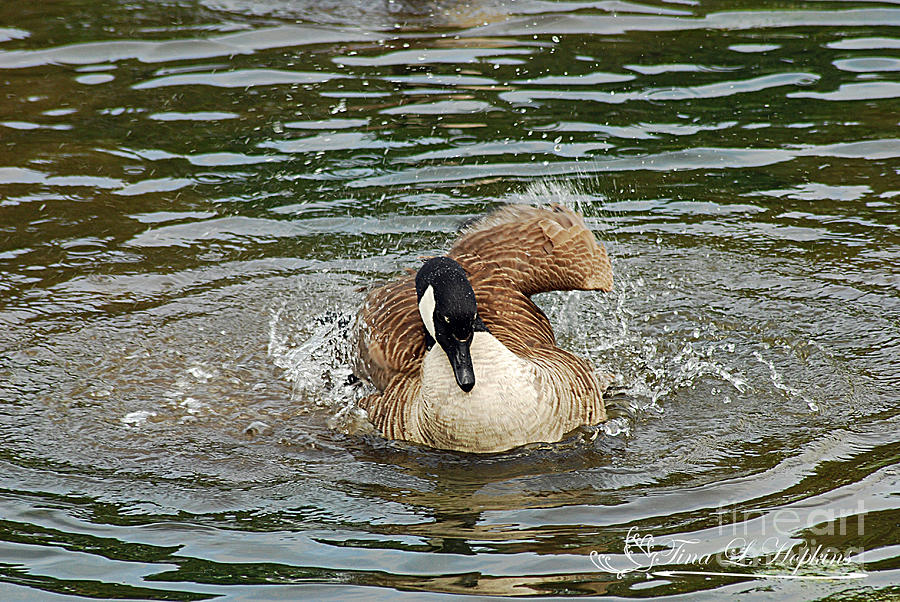 Canada Goose 20120515_319a Photograph by Tina Hopkins