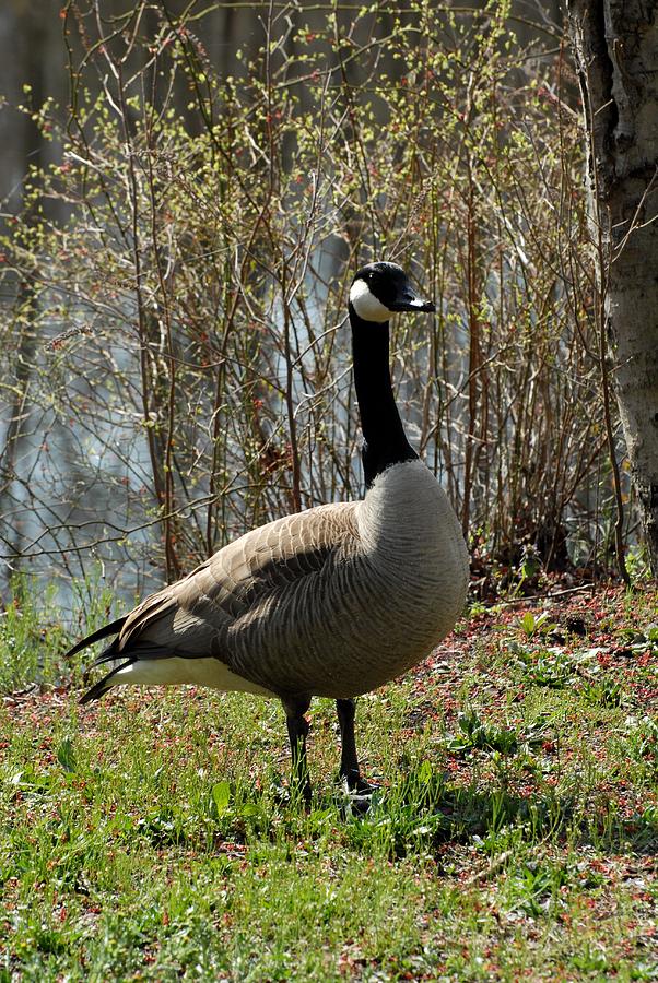 Canada Goose 259 Photograph By Joyce Stjames - Fine Art America