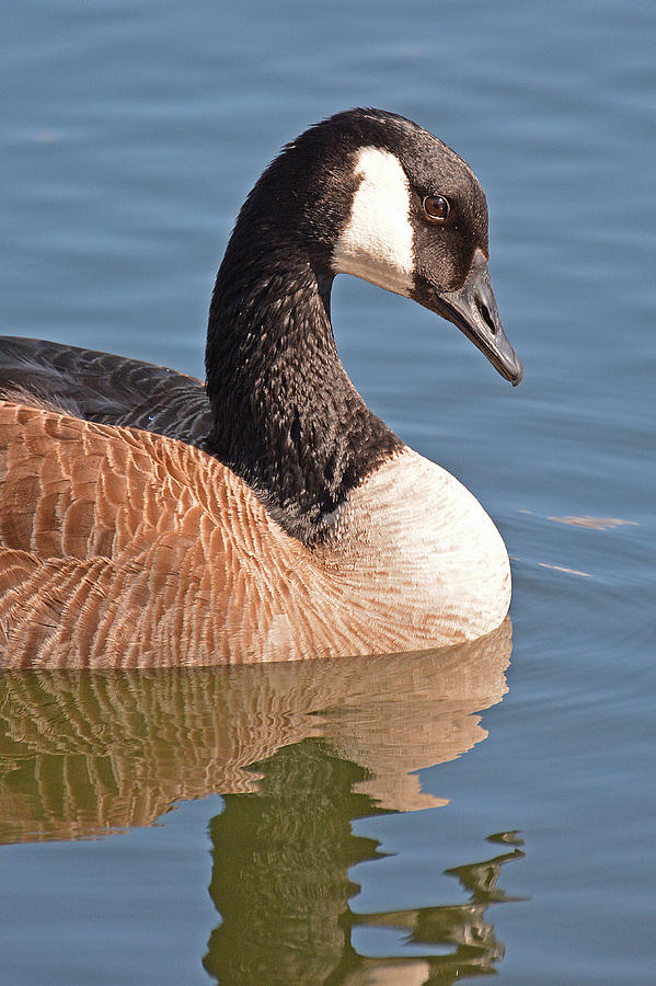 Canada Goose Photograph by Alan Lenk