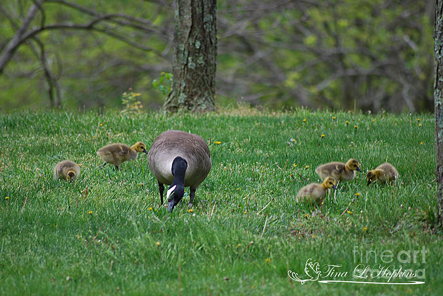 Canada Goose and her Gooslings 20120423_161a Photograph by Tina Hopkins