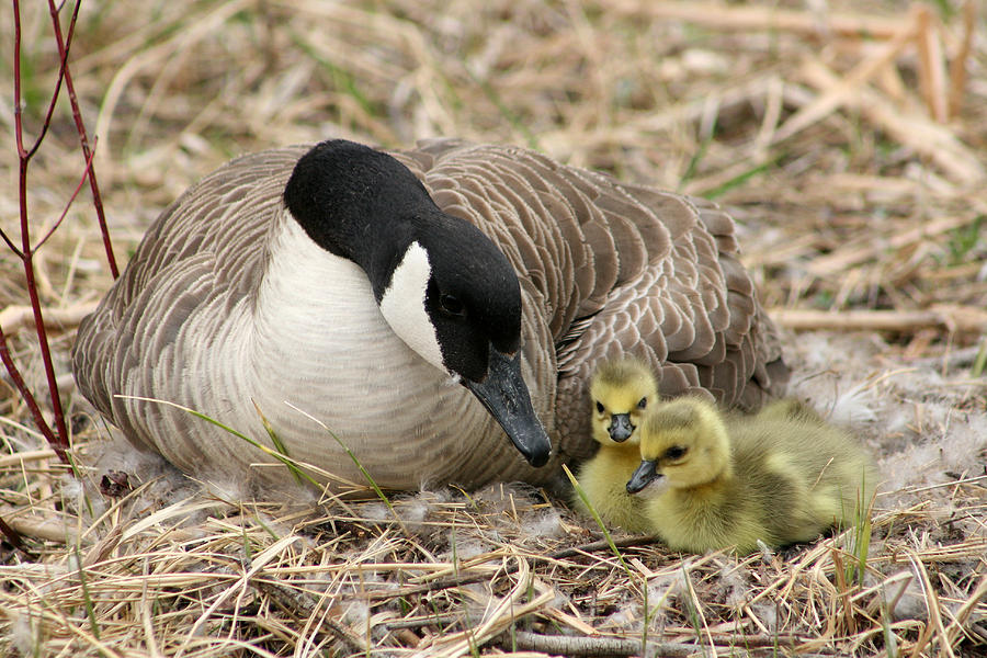 Canada Goose and Two Goslings Photograph by Robert Hamm - Fine Art America