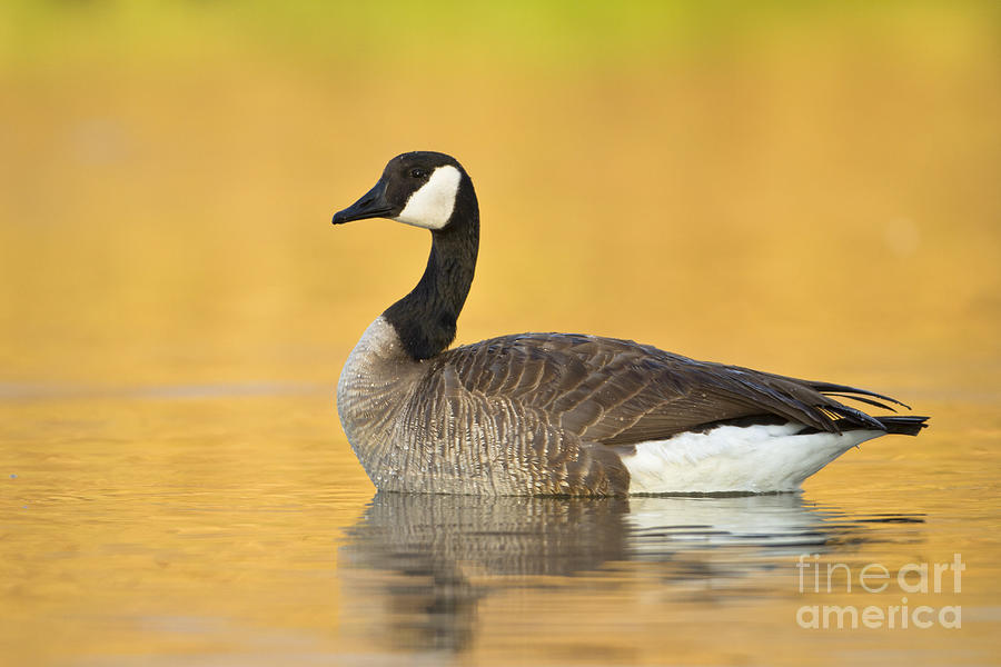 Canada goose at sunrise Photograph by Bryan Keil