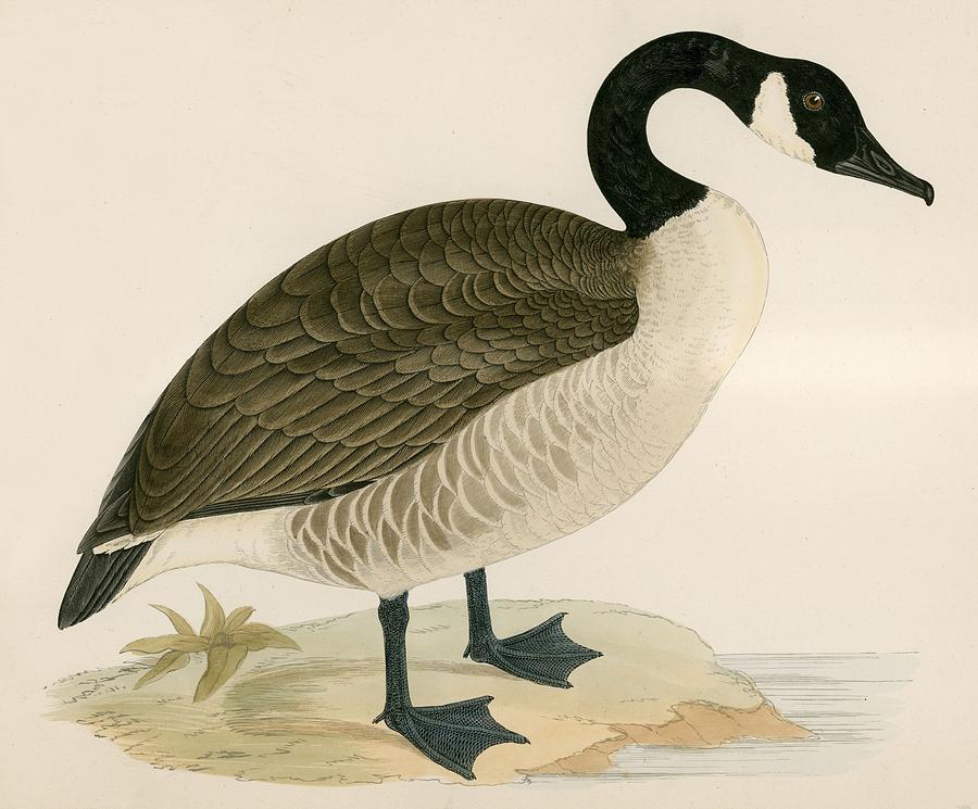 Goose Painting - Canada Goose by Beverley R Morris