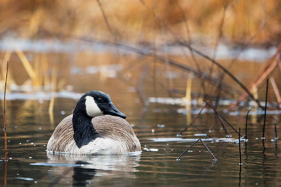 Canada Goose Photograph by Bill Wakeley