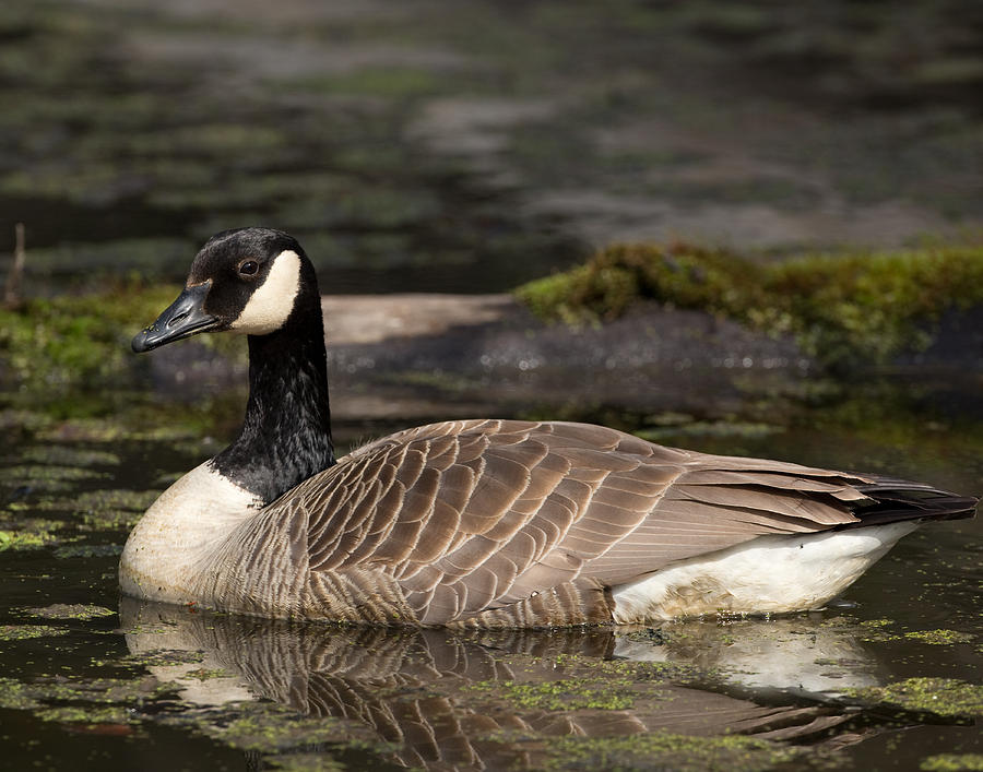 Canada Photograph - Canada Goose by Brian Magnier Canada Photograph - Canada Goose by Brian Magnier