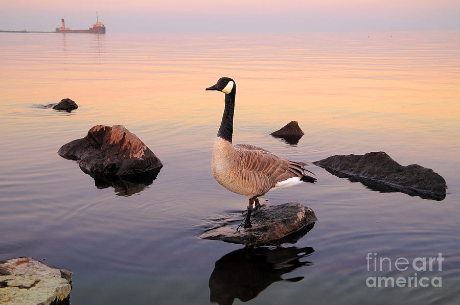 Canada Goose Photograph by Charline Xia