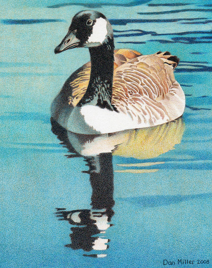 Canada Goose Drawing by Dan Miller