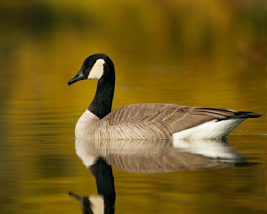 Canada Goose Photograph by Doug Herr
