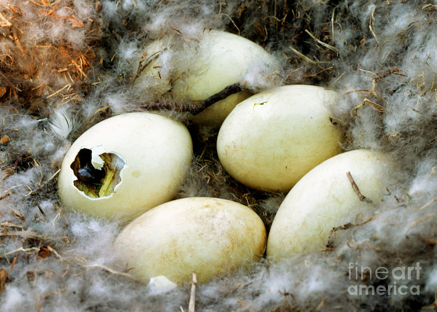 Nature Photograph - Canada Goose Eggs by Millard H. Sharp