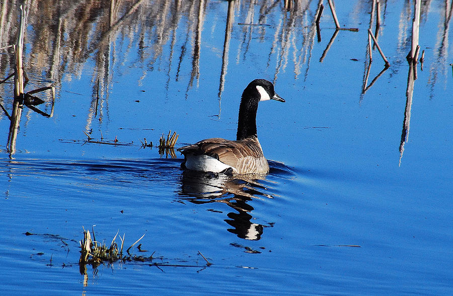 Canada Goose Enjoying A Sunny Evening In The Marsh Photograph by Janice Adomeit