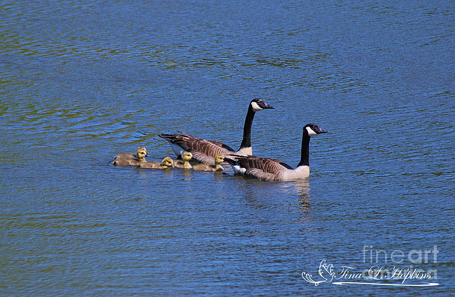 Canada Goose Family 20120429_277a Photograph by Tina Hopkins