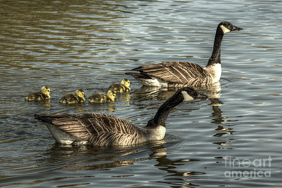 Canada Goose Family Photograph by Jeremy Hayden