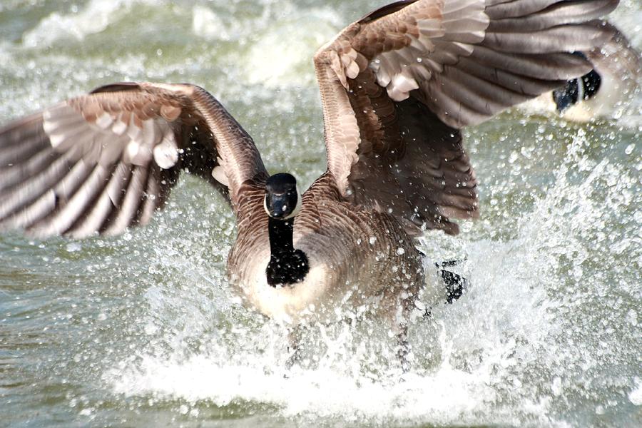 Canada Goose Fight Photograph by Jeremy Hayden