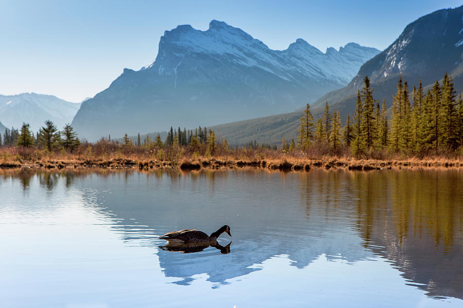 Mountain Photograph - Canada Goose Floats On Tranquil by Graham Twomey / TFA