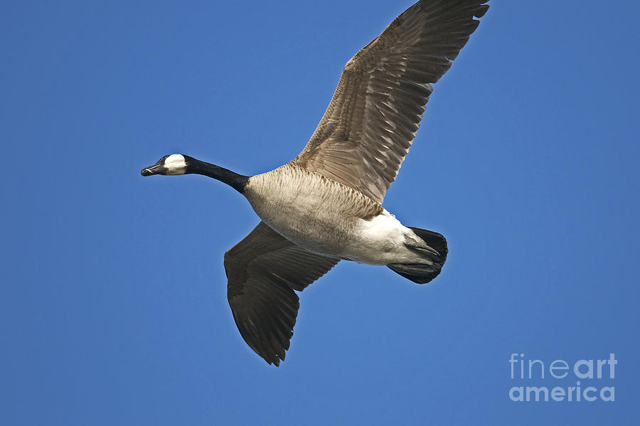 Canada Goose Flyby Photograph by Sharon Talson