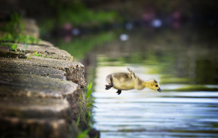 Canada Goose Gosling Caught in Mid Air as He Makes a Leap into the Water Photograph by Vicki Jauron, Babylon and Beyond Photography