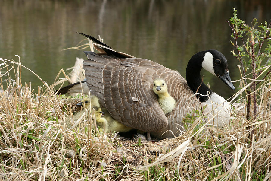 Canada Goose Gosling Getting Comfortable Under a Wing Photograph by ...