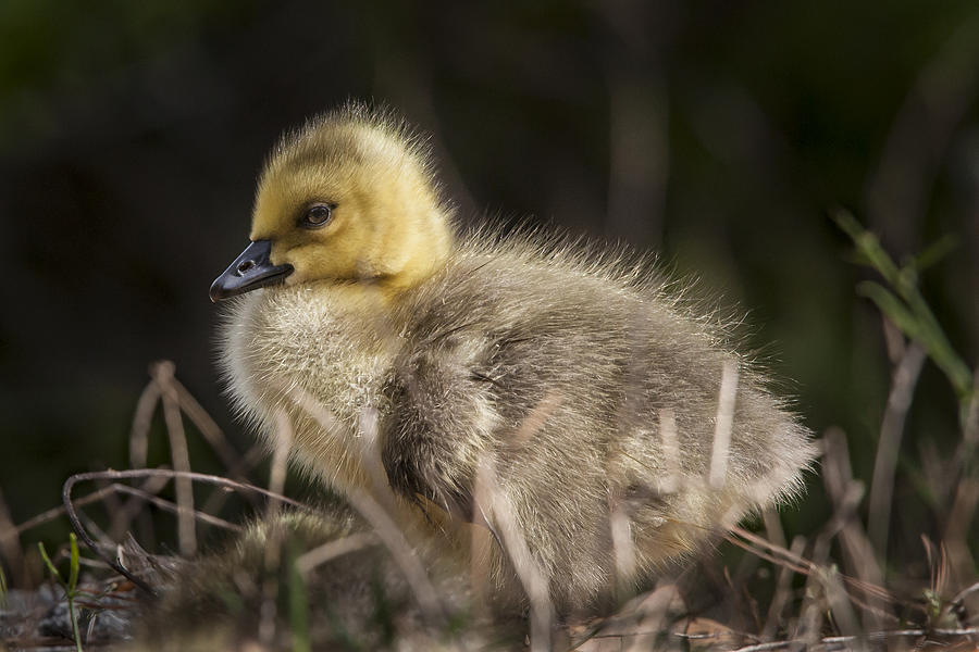 Canada Goose Gosling Photograph by Jo Ann Tomaselli