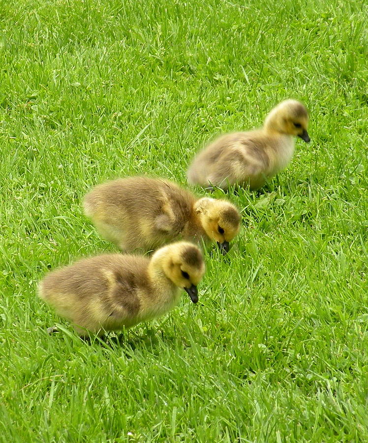 Canada Goose Goslings Photograph by Brian Chase - Fine Art America