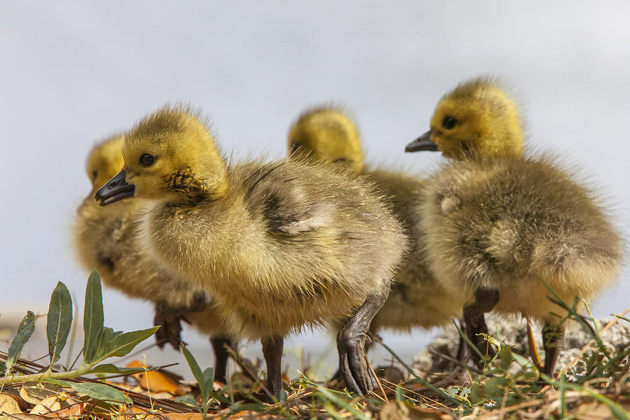 Canada Goose Goslings Photograph by Jo Ann Tomaselli