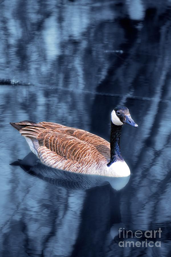Canada Goose Photograph by Henry Kowalski
