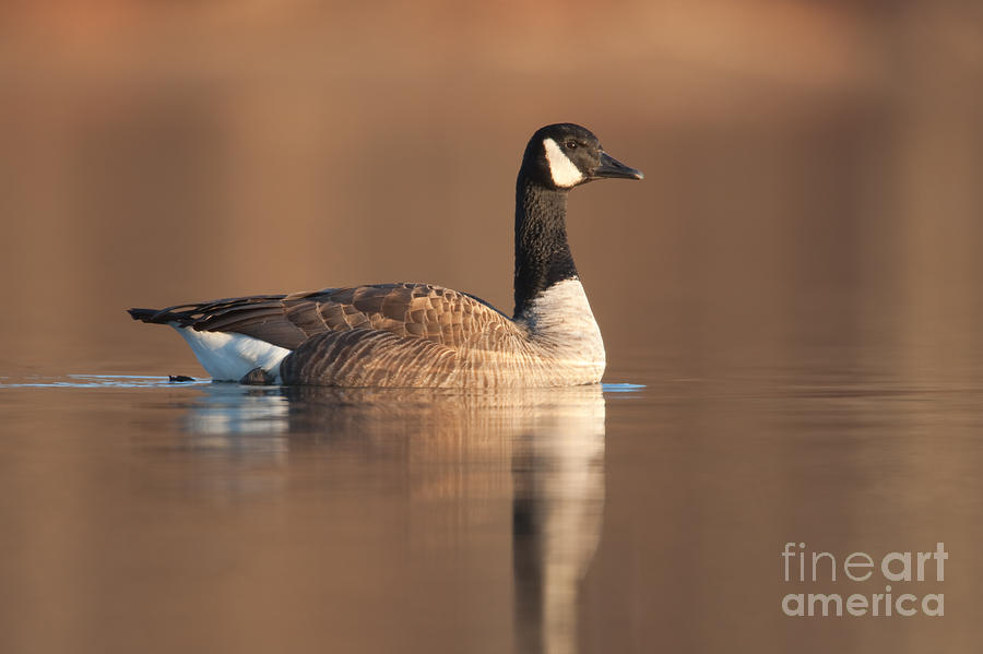 Canada Goose I Photograph by Clarence Holmes