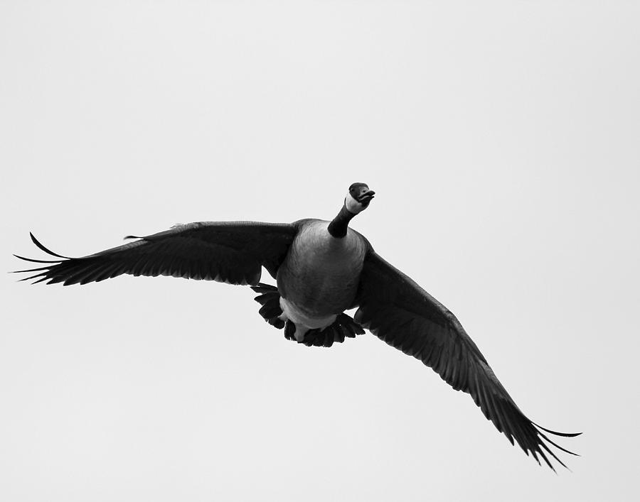 Canada Photograph - Canada Goose in Black and White by Brian Magnier Canada Photograph - Canada Goose in Black and White by Brian Magnier