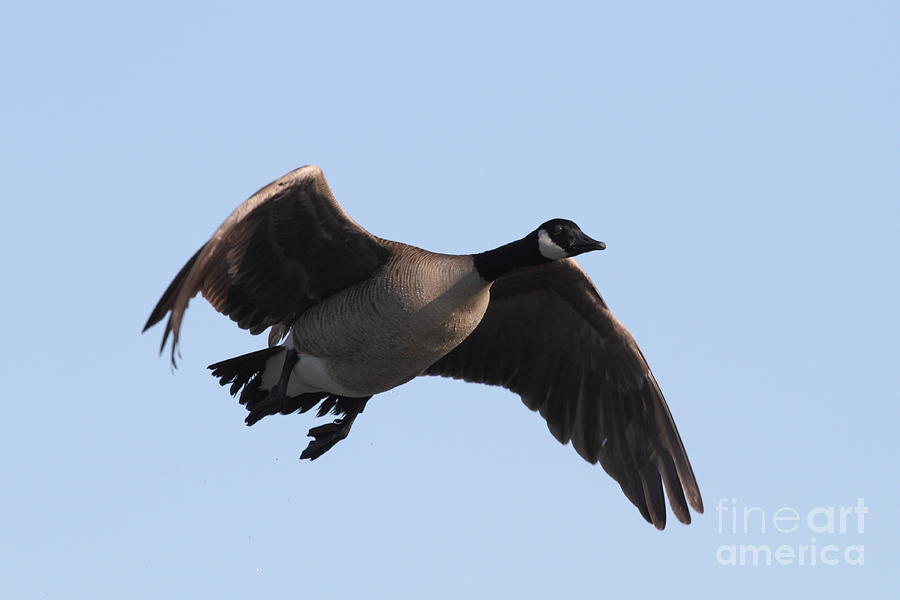 Canada Goose in Flight 7D21951 Photograph by Wingsdomain Art and Photography