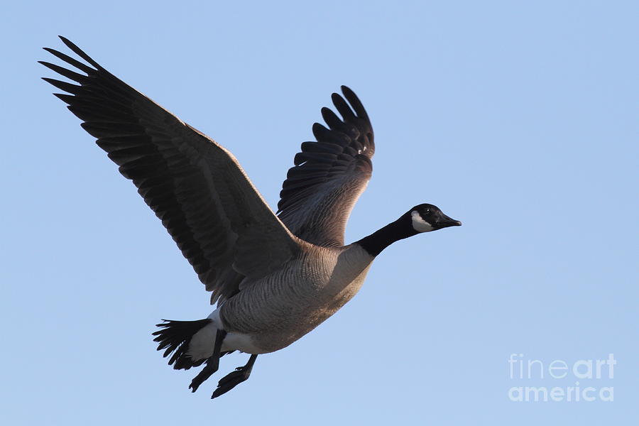 Canada Goose in Flight 7D21955 Photograph by Wingsdomain Art and Photography