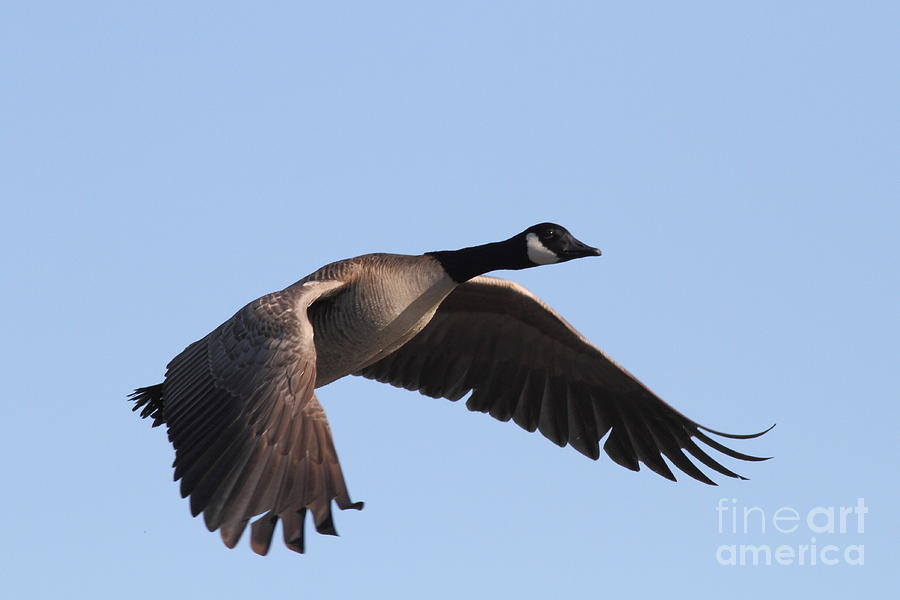 Canada Goose in Flight 7D21956 Photograph by Wingsdomain Art and Photography