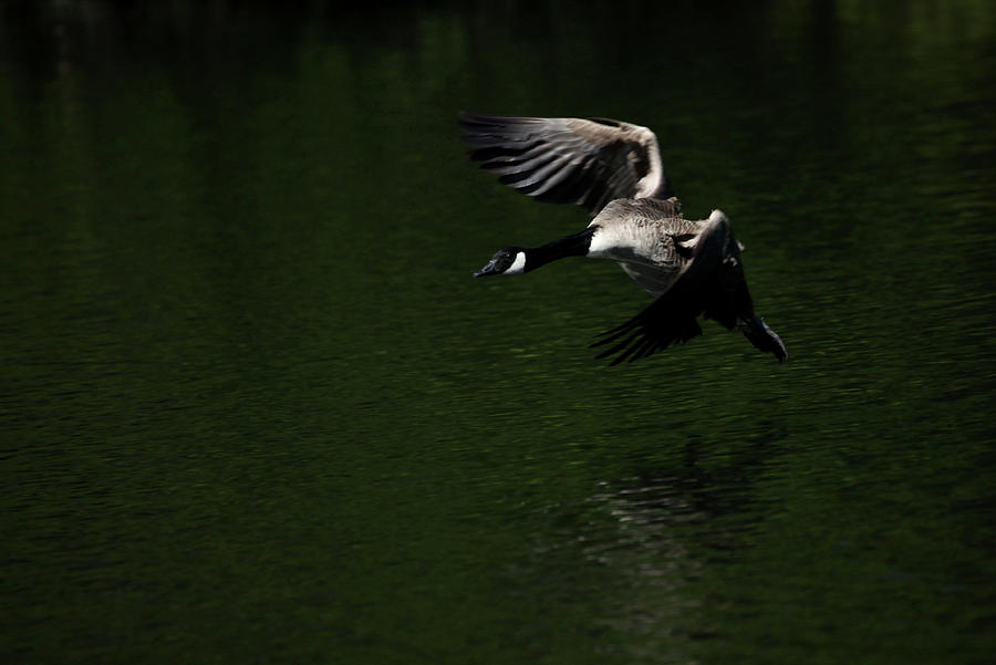 Geese Photograph - Canada Goose in Flight by Karol Livote