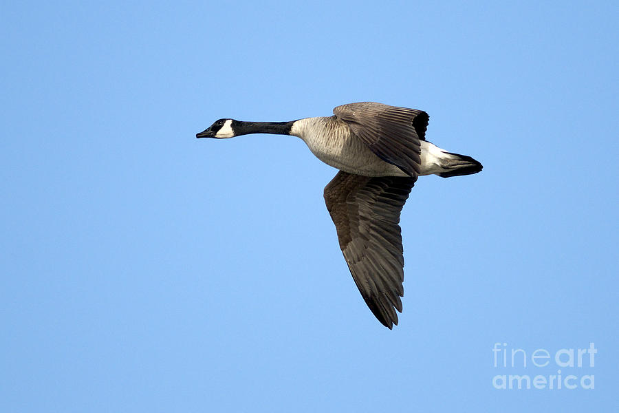 Canada Goose in Flight Photograph by Sharon Talson