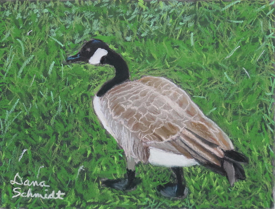 canada goose golden canada goose golden