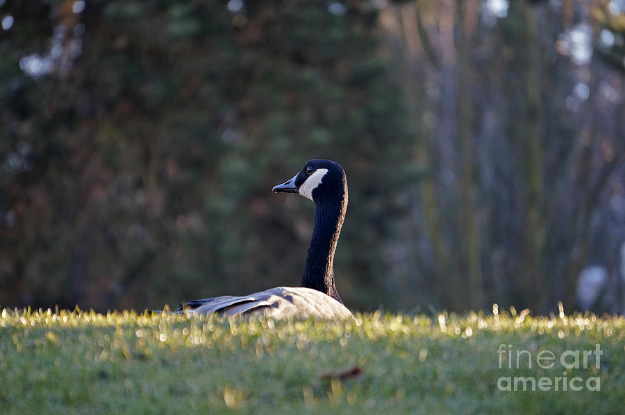Canada Goose in the Grass Photograph by John  Mitchell