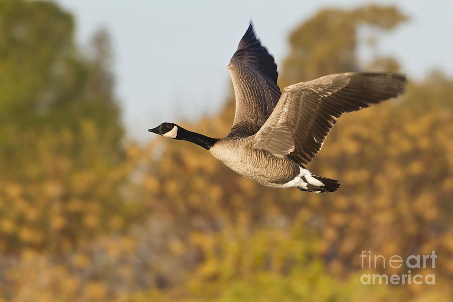 Goose Photograph - Canada Goose in the skies  by Bryan Keil