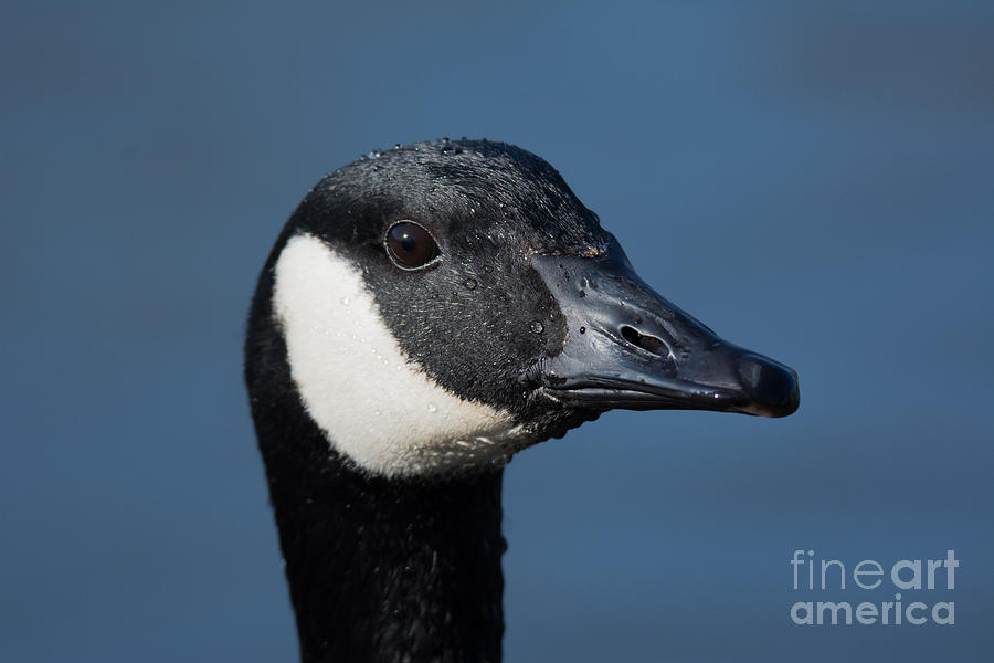 Canada Goose Photograph by John Greco