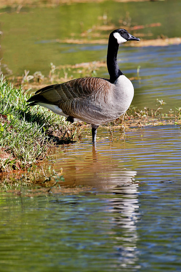 Goose Photograph - Canada Goose Lakeside Reflection by Darrell Gulin