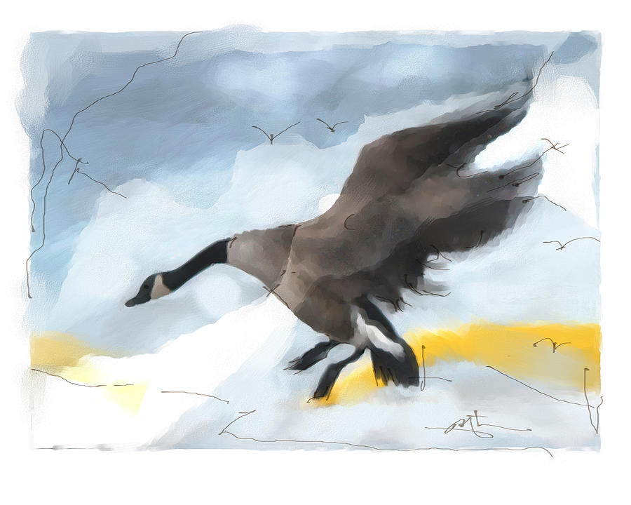Canada Goose Landing Digital Art by Bob Salo