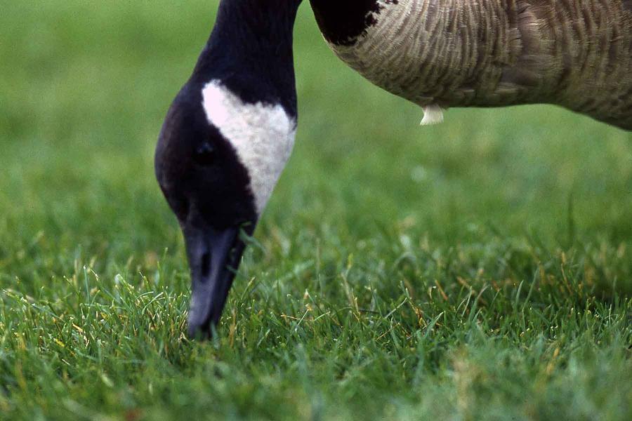 Canada Goose Photograph by Lonnie Paulson