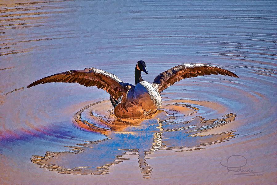 Canada Goose Photograph by Ludwig Keck