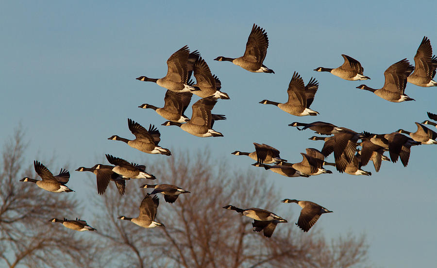 Canada Goose Migration Photograph by Mircea Costina Photography
